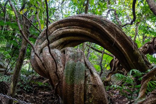モダマの蔓 鹿児島県,奄美市,住用町の写真素材