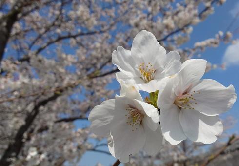 cherry blossoms, JPG cherry blossoms, JPG
