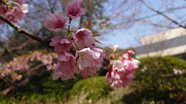 Photo, cherry blossoms, sakura, cherryblossoms, 