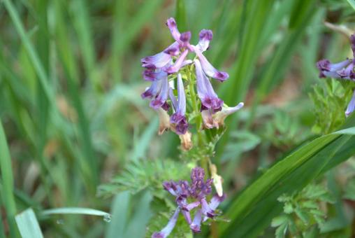 Corydalis flower, JPG