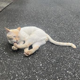 cat, JPG