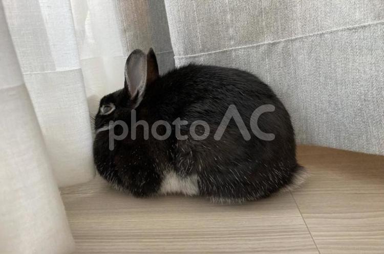 まんまるなくろうさぎ うさぎ,ペット,動物の写真素材
