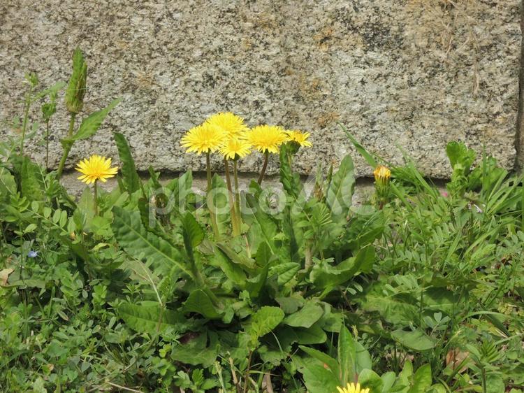 たんぽぽ たんぽぽ,黄色の花,道ばたの写真素材