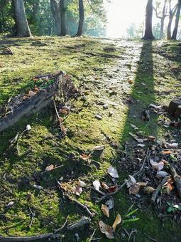 秋の朝、苔と落ち葉の道 苔,森,林の写真素材