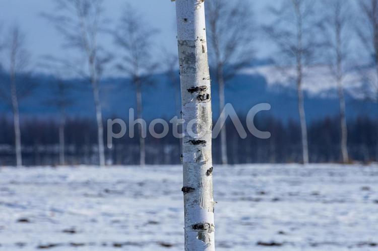 純白の木肌を纏う白樺 雪原,純白,白樺の写真素材