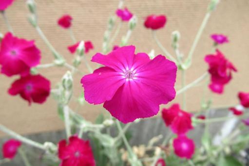 街中の花壇に咲くスイセンノウの花・アップ 街中の花壇に咲くスイセンノウの花・アップの写真