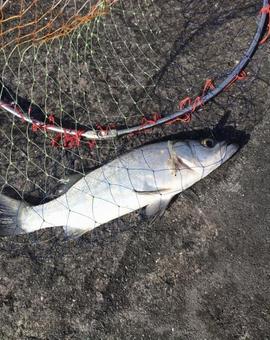 釣った魚 釣った魚の写真