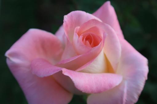 Photo, rose, rose of pink, pink flowers, 