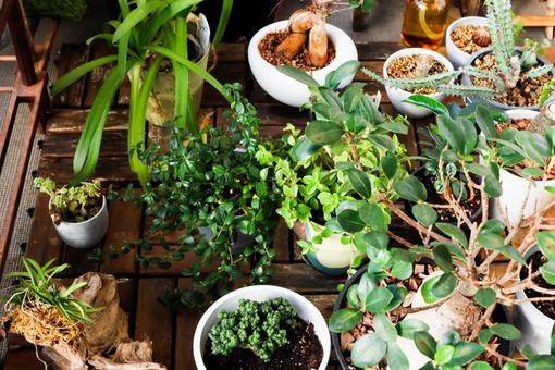 植物 植物の写真