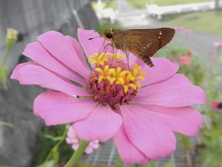 【花の写真】 ヒャクニチソウ(百日草) 【花の写真】 ヒャクニチソウ(百日草)の写真