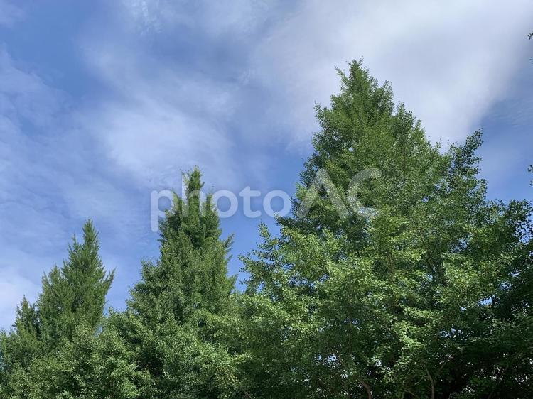 空と木と 空,青空,緑の写真素材