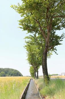並木道と空と緑 並木道と空と緑の写真