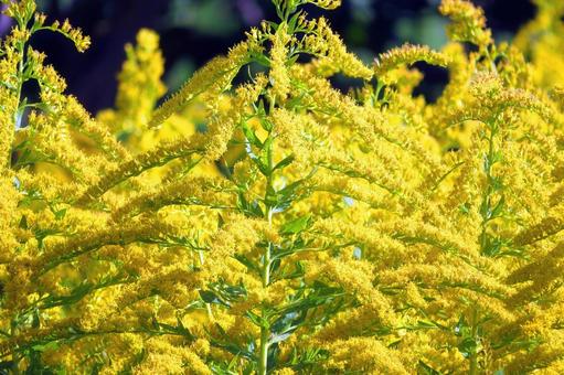 秋の陽光に映えるセイタカアワダチソウの花 セイタカアワダチソウ,花,穂花の写真素材