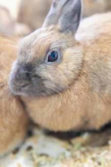 つぶらな瞳のうさぎ_縦 うさぎ,動物,ペットの写真素材