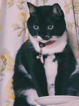 猫 緊張 猫 緊張の写真