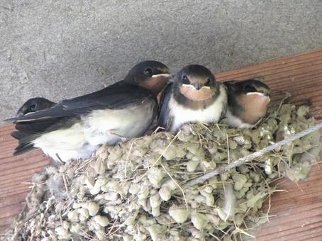 Photo, swallow, yan, bird, 