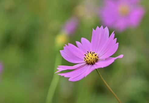 秋の花コスモス 秋の花コスモスの写真