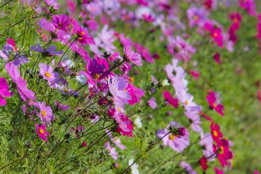 コスモス畑 コスモス,花,秋の写真素材