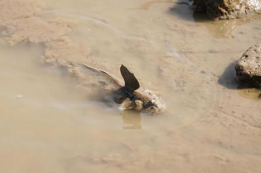 佐賀 干潟よか公園 ムツゴロウ5 ムツゴロウ,ハゼ,ハゼ科の写真素材