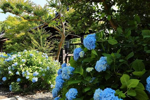 谷厳寺の紫陽花7 谷厳寺の紫陽花7の写真