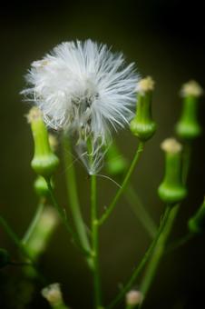 ダンドボロギクの綿毛 段戸襤褸菊,キク,ダンドボロギクの写真素材