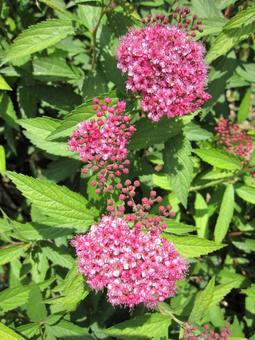 シモツケ・下野　マクロ 親しまれる,ブーケ状,小花集合の写真素材