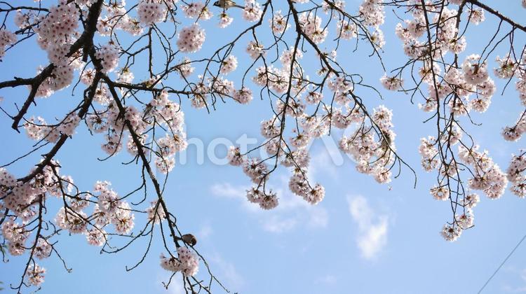 春の青空に見上げた桜と控えめにすずめ 桜,青空,スズメの写真素材