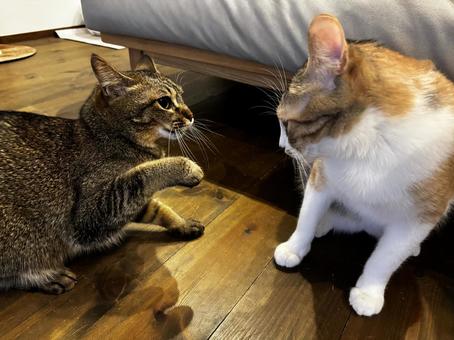 キジトラ　三毛猫ニャンプロ ねこ,猫,可愛いの写真素材