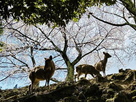 桜と鹿 桜,鹿,春の写真素材