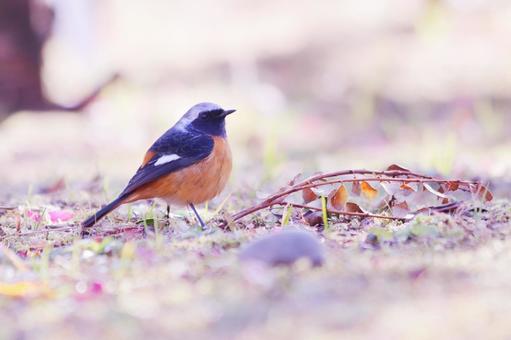 地面に降りて空を見上げるジョウビタキ 地面に降りて空を見上げるジョウビタキ 鳥,ジョウビタキ,冬の写真素材