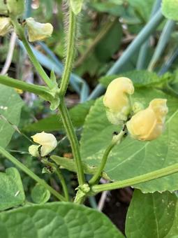 あずきの黄色い花 あずきの黄色い花 黄色い花,小豆,葉っぱの写真素材