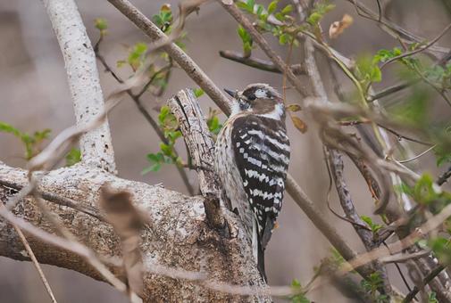 キツツキ キツツキ コゲラ,キツツキ,野鳥の写真素材