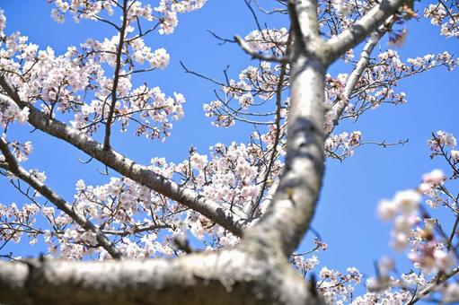 力強い枝と可憐な桜の花 力強い枝と可憐な桜の花の写真