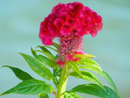 【花の写真】赤いケイトウの花 【花の写真】赤いケイトウの花 ケイトウ,鶏頭,鶏冠の写真素材