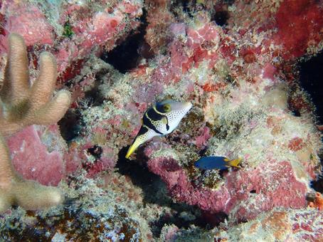 シマキンチャクフグの写真