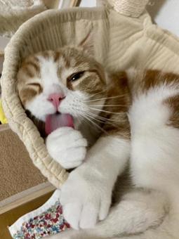 猫 猫の写真