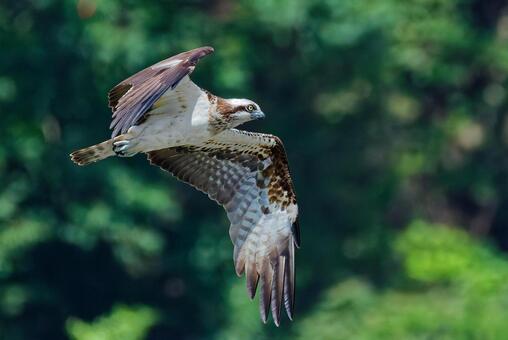 翼を広げ風に乗るミサゴ ミサゴ,osprey,ウオタカの写真素材