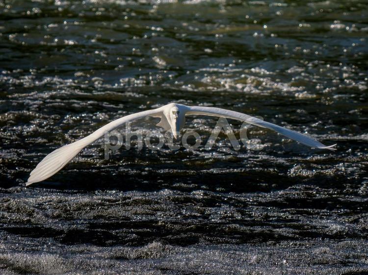 水辺を飛ぶダイサギ ダイサギ,野鳥,サギの写真素材