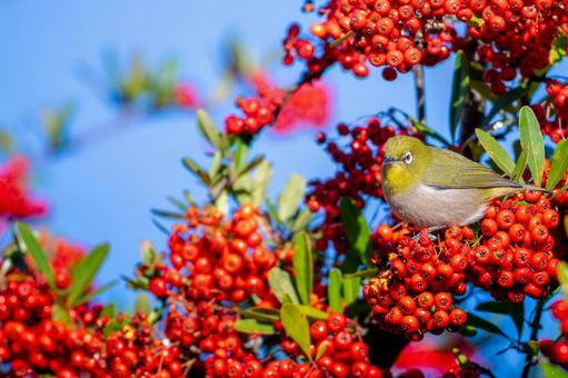 Pyracantha and Japanese white-eye copy space, JPG Pyracantha and Japanese white-eye copy space, JPG