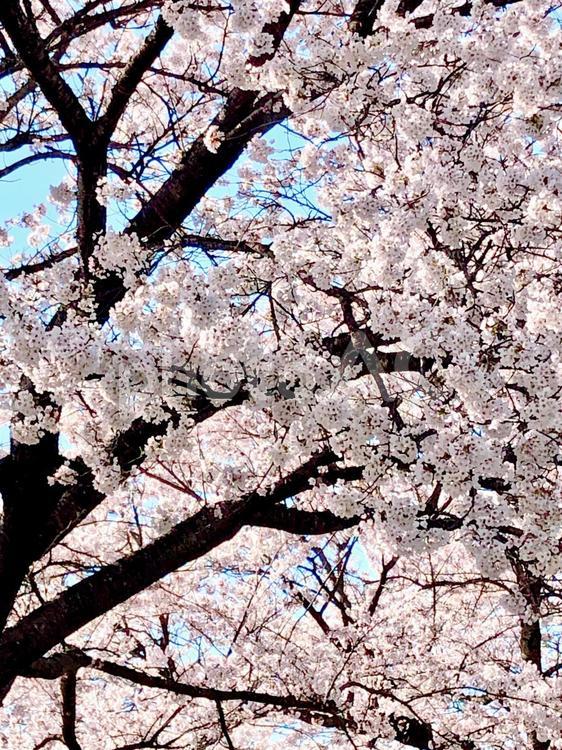 桜の季節 桜の季節,桜,季節の写真素材