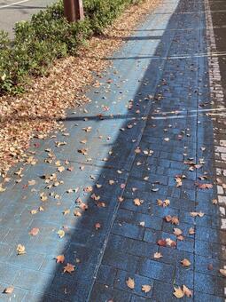 自転車用道路　落ち葉 落ち葉,秋,自転車用道路の写真素材