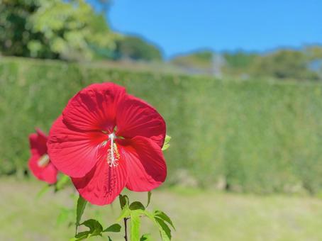 ハイビスカスの写真