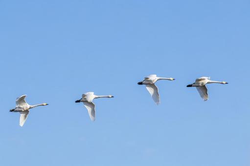 オオハクチョウ⑼ 鳥,オオハクチョウ,ハクチョウの写真素材