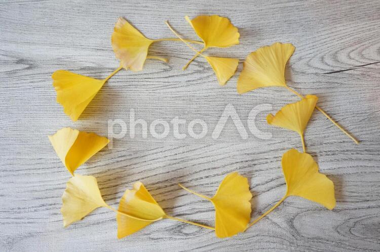 イチョウの葉っぱのフレーム frame,ginkgo,いちょうの写真素材