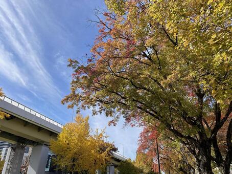 高速道路と街なかの紅葉 秋,紅葉,晴れの写真素材