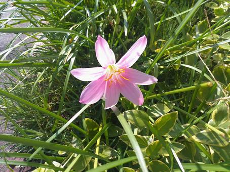 サフランモドキ サフランモドキ さふらんもどき,草花,ガーデニングの写真素材