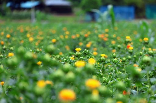 Photo, safflower hata, safflower, red, 