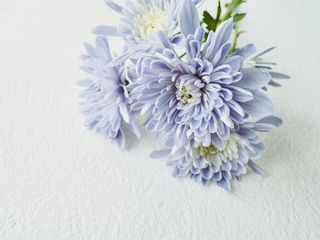 薄紫の菊の花 薄紫の菊の花の写真