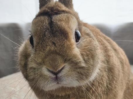 見つめるうさぎ 見つめるうさぎ うさぎ,ウサギ,草食動物の写真素材