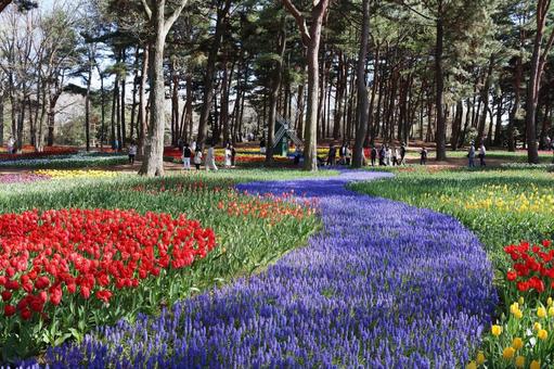 Flower Path Hitachi Seaside Park, Ibaraki Prefecture, JPG